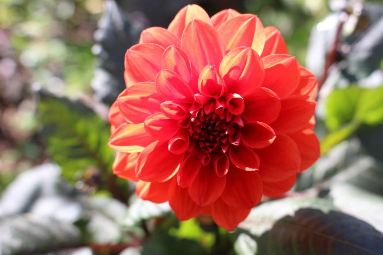 Dans Le Jardin De Marie Bouxwiller (Bas-Rhin) Exterior foto
